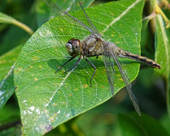 Anisoptera