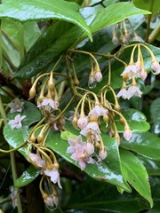 Ardisia