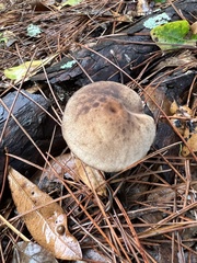 Russula parvovirescens