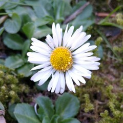 Bellis perennis