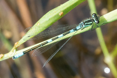 Coenagrion resolutum