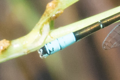 Coenagrion resolutum