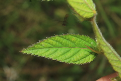 Sida glomerata