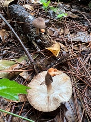Russula parvovirescens