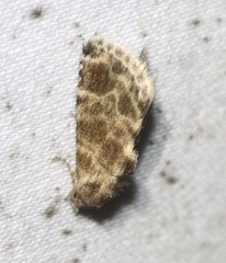 Eublemma glaucochroa