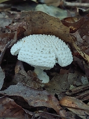 Amanita abrupta