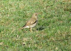 Turdus philomelos clarkei