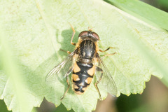 Parhelophilus rex
