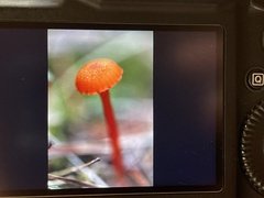 Hygrocybe cantharellus