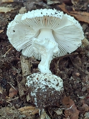 Amanita abrupta
