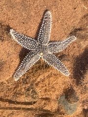 Asterias forbesi