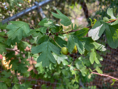 Crataegus monogyna