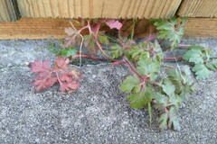 Geranium robertianum