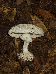 Amanita abrupta