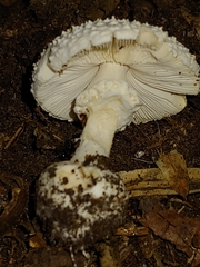 Amanita abrupta