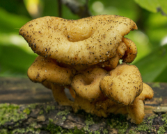 Lentinellus micheneri