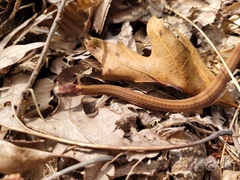 Storeria occipitomaculata