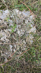 Peltigera canina