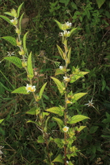 Sida glomerata