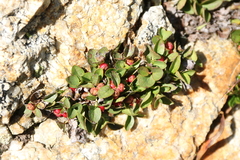 Gaultheria humifusa