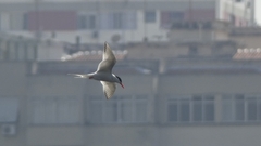 Sterna hirundinacea