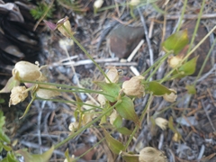 Silene campanulata