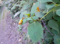 Uroleucon impatiensicolens