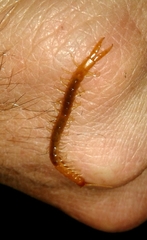 Theatops erythrocephalus