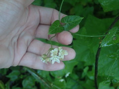 Funastrum cynanchoides