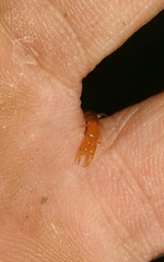 Theatops erythrocephalus