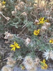 Heterotheca hirsutissima