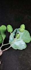Alnus lusitanica