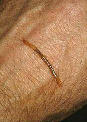 Theatops erythrocephalus