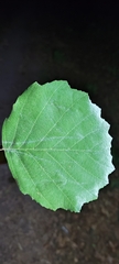 Alnus lusitanica