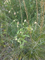 Silene campanulata