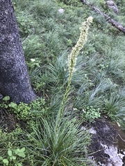 Xerophyllum tenax