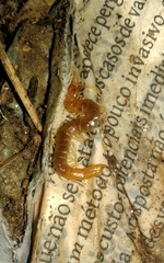 Theatops erythrocephalus