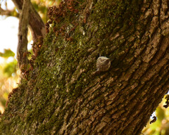 Certhia brachydactyla