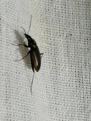Agonum