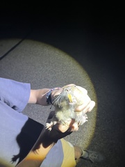 Cratogeomys castanops