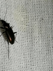 Agonum
