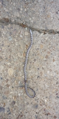 Pantherophis alleghaniensis
