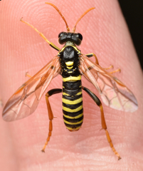 Tenthredo scrophulariae