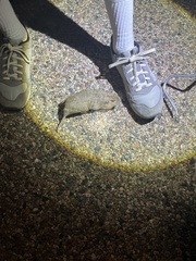 Cratogeomys castanops