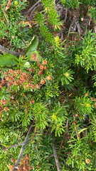 Phyllodoce empetriformis