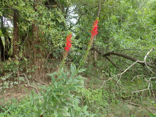 Cardinal flower (Lobelia cardinalis)