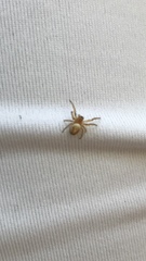 Araniella