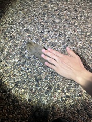 Cratogeomys castanops