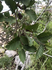 Alnus incana rugosa