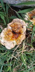 Ganoderma martinicense